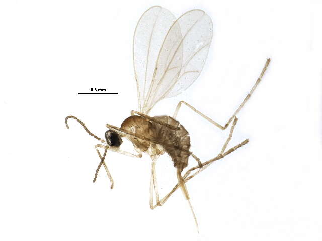 Image of Gall midge