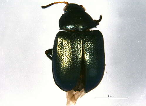 Brachypnoea puncticollis (Say 1824)的圖片