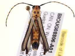 Image of Oberea tripunctata (Swederus 1787)