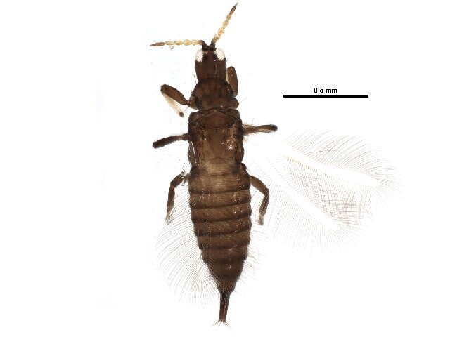 Image of Haplothrips (Haplothrips) verbasci (Osborn 1897)