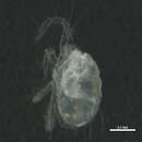 Image of Tetranychus urticae