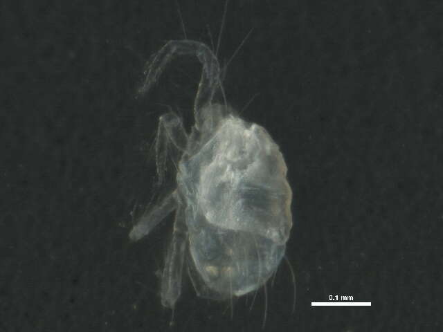 Image of Tetranychus urticae