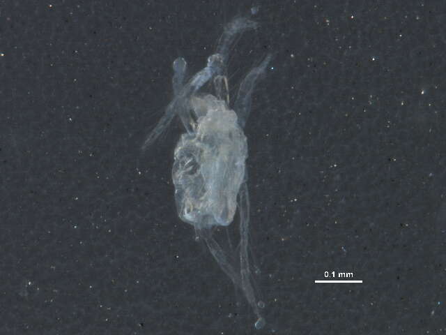 Image of Tetranychus urticae