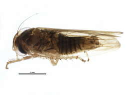 Image of Leafhopper