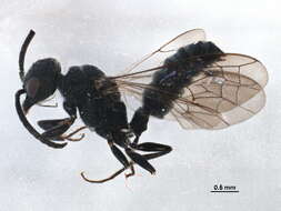 Image of velvet ants