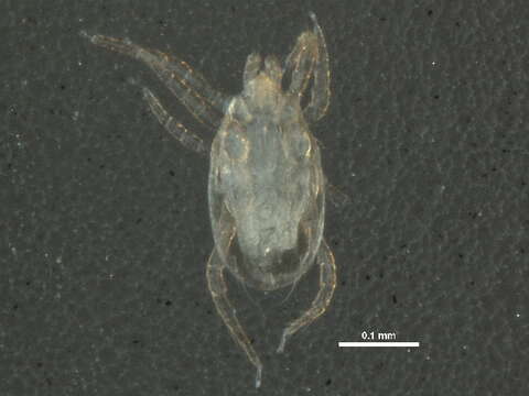 Image of Typhlodromus (Typhlodromus) pyri Scheuten 1857