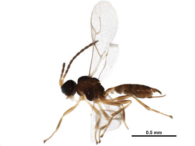 Image of Trioxys sunnysidensis Fulbright & Pike 2007