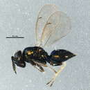 Image of Chrysocharis pubicornis (Zetterstedt 1838)