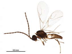 Image of Trioxys sunnysidensis Fulbright & Pike 2007