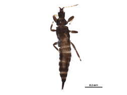 Image of Haplothrips (Haplothrips) verbasci (Osborn 1897)