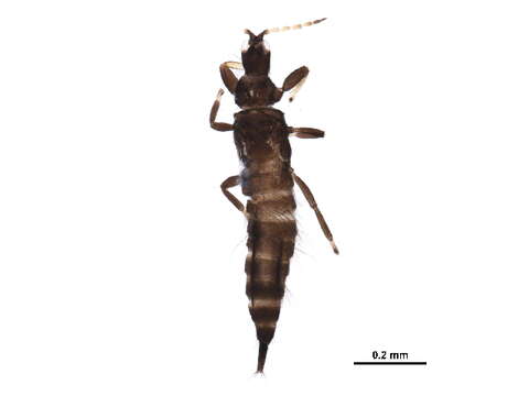 Image of Haplothrips (Haplothrips) verbasci (Osborn 1897)