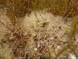 Image of Red Coralline Algae