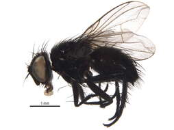 Image of Oxynops anthracinus