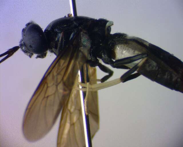 Image of Black Soldier Fly