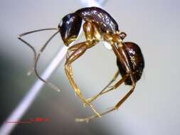 Plancia ëd Camponotus christi foersteri Forel 1886