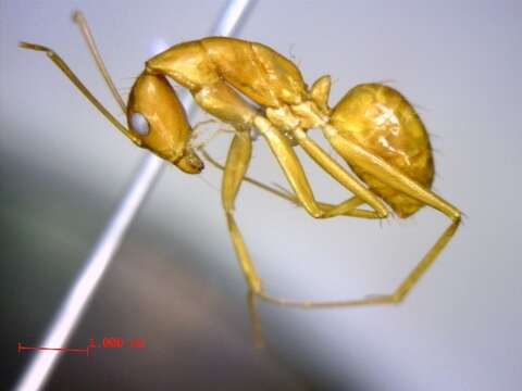 Plancia ëd Camponotus