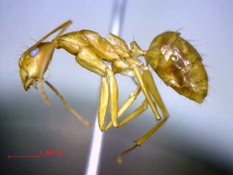 Plancia ëd Camponotus