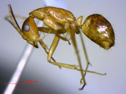 Plancia ëd Camponotus