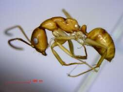 Plancia ëd Camponotus