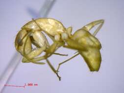 Plancia ëd Camponotus