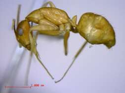 Plancia ëd Camponotus