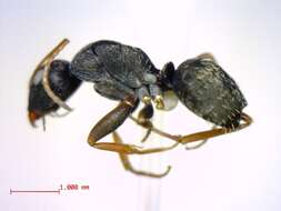 Image of Camponotus grandidieri Forel 1886