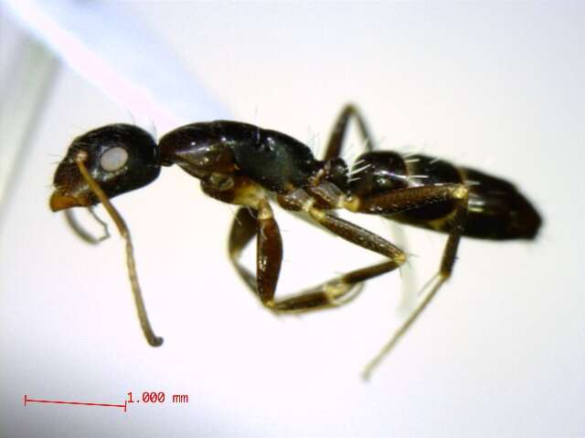 Plancia ëd Camponotus