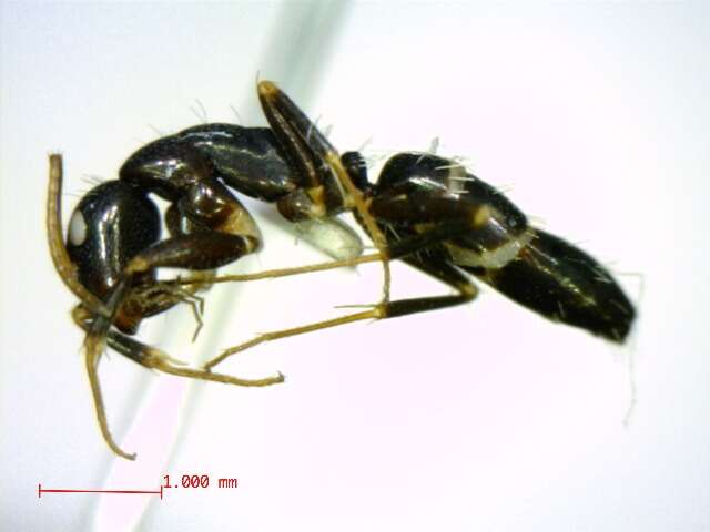 Plancia ëd Camponotus