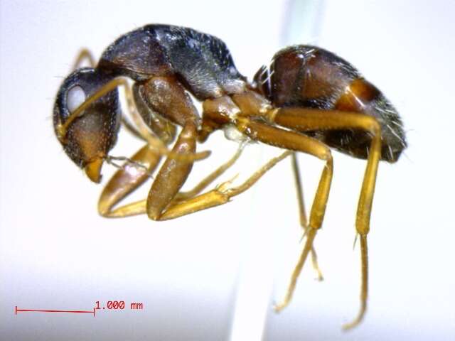 Image of Camponotus grandidieri Forel 1886