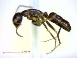 Plancia ëd Camponotus