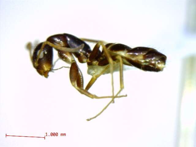 Plancia ëd Camponotus