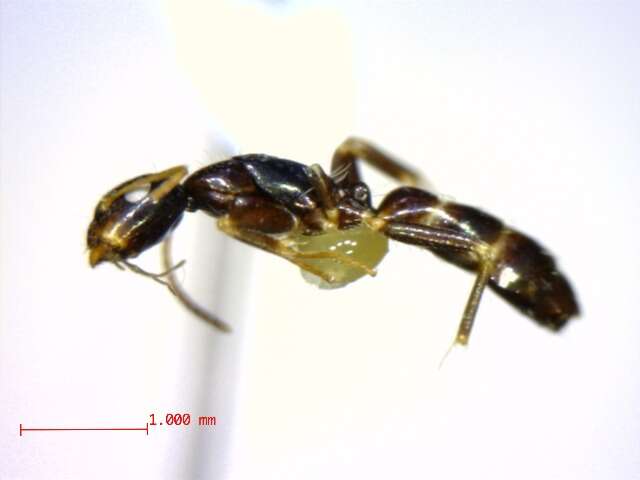 Plancia ëd Camponotus