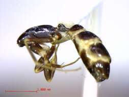 Plancia ëd Camponotus