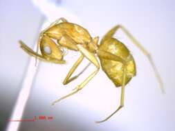 Plancia ëd Camponotus