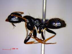 Plancia ëd Camponotus heteroclitus Forel 1895
