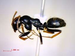 Plancia ëd Camponotus heteroclitus Forel 1895