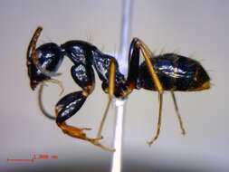 Plancia ëd Camponotus heteroclitus Forel 1895