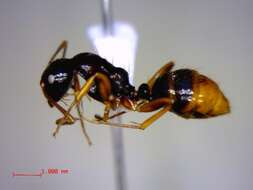 Plancia ëd Camponotus heteroclitus Forel 1895