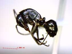 Plancia ëd Camponotus christi foersteri Forel 1886
