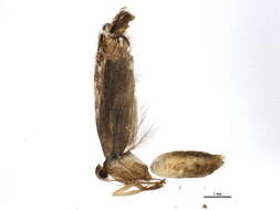 Image of Eutorna intonsa Meyrick 1906