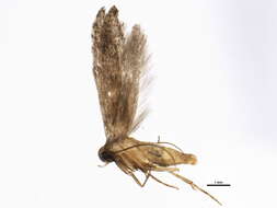 Image of Epermenioidea