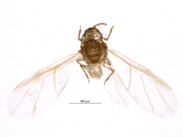 Image of Adelgoidea