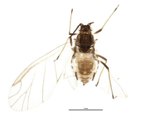 Image of Aphid