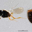 Image of Platygastoides
