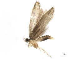 Image of Eutorna intonsa Meyrick 1906