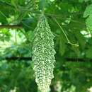 Image of Momordica charantia subsp. charantia