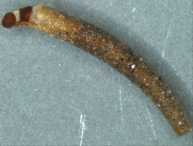 Image of Calocidae