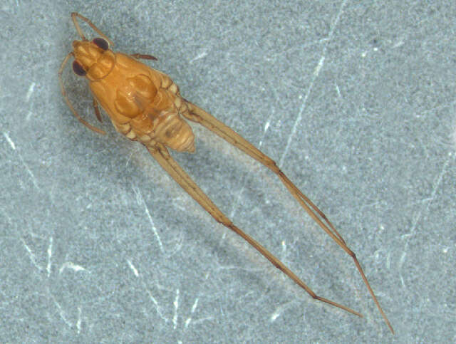 Image of Tenagogerris euphrosyne (Kirkaldy 1902)