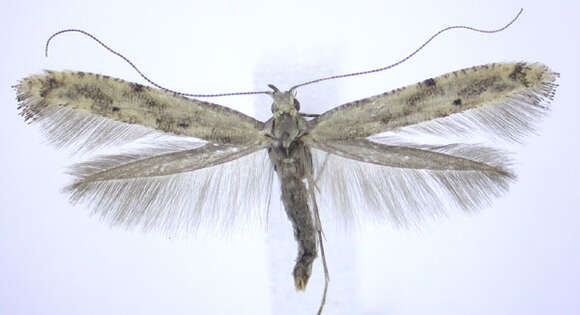 Image of Caloptilia strictella (Walker 1864)