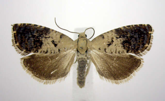 Image of Cydia fletcherana Kearfott 1907